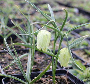 Řebčík kostkovaný 'Alba' - Fritillaria meleagris 'Alba'