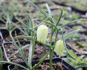 Řebčík kostkovaný 'Alba'