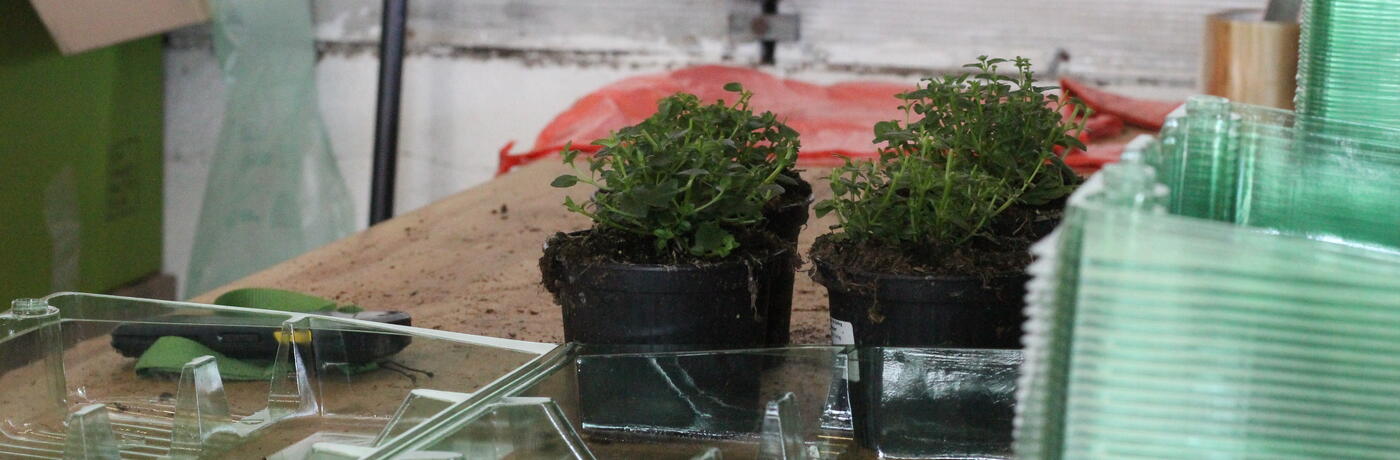 blistry na balení rostlin