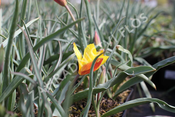 Tulipán botanický chrysantha 'Tubergen's Gem' - Tulipa clusiana var chrysantha 'Tubergen's Gem'