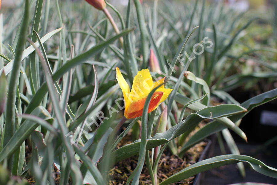 Tulipán botanický chrysantha 'Tubergen's Gem' - Tulipa clusiana var chrysantha 'Tubergen's Gem'