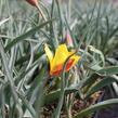 Tulipán botanický chrysantha 'Tubergen's Gem' - Tulipa clusiana var chrysantha 'Tubergen's Gem'