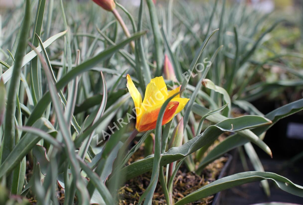 Tulipán botanický chrysantha 'Tubergen's Gem' - Tulipa clusiana var chrysantha 'Tubergen's Gem'