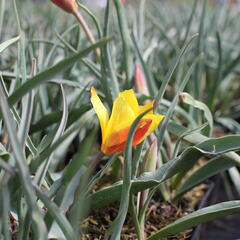 Tulipán botanický chrysantha 'Tubergen's Gem' - Tulipa clusiana var chrysantha 'Tubergen's Gem'