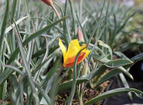 Tulipán botanický chrysantha 'Tubergen's Gem' - Tulipa clusiana var chrysantha 'Tubergen's Gem'