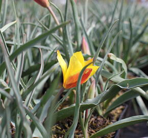 Tulipán botanický chrysantha 'Tubergen's Gem' - Tulipa clusiana var chrysantha 'Tubergen's Gem'