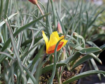 Tulipán botanický chrysantha 'Tubergen's Gem'