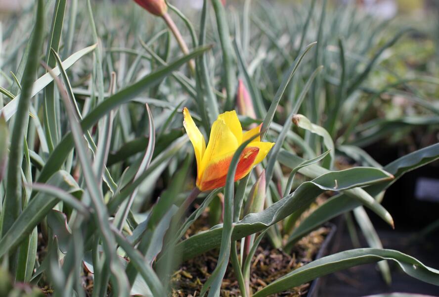 Tulipán botanický chrysantha 'Tubergen's Gem' - Tulipa clusiana var chrysantha 'Tubergen's Gem'
