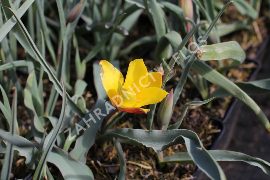 Tulipán botanický chrysantha 'Tubergen's Gem' - Tulipa clusiana var chrysantha 'Tubergen's Gem'