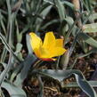 Tulipán botanický chrysantha 'Tubergen's Gem' - Tulipa clusiana var chrysantha 'Tubergen's Gem'