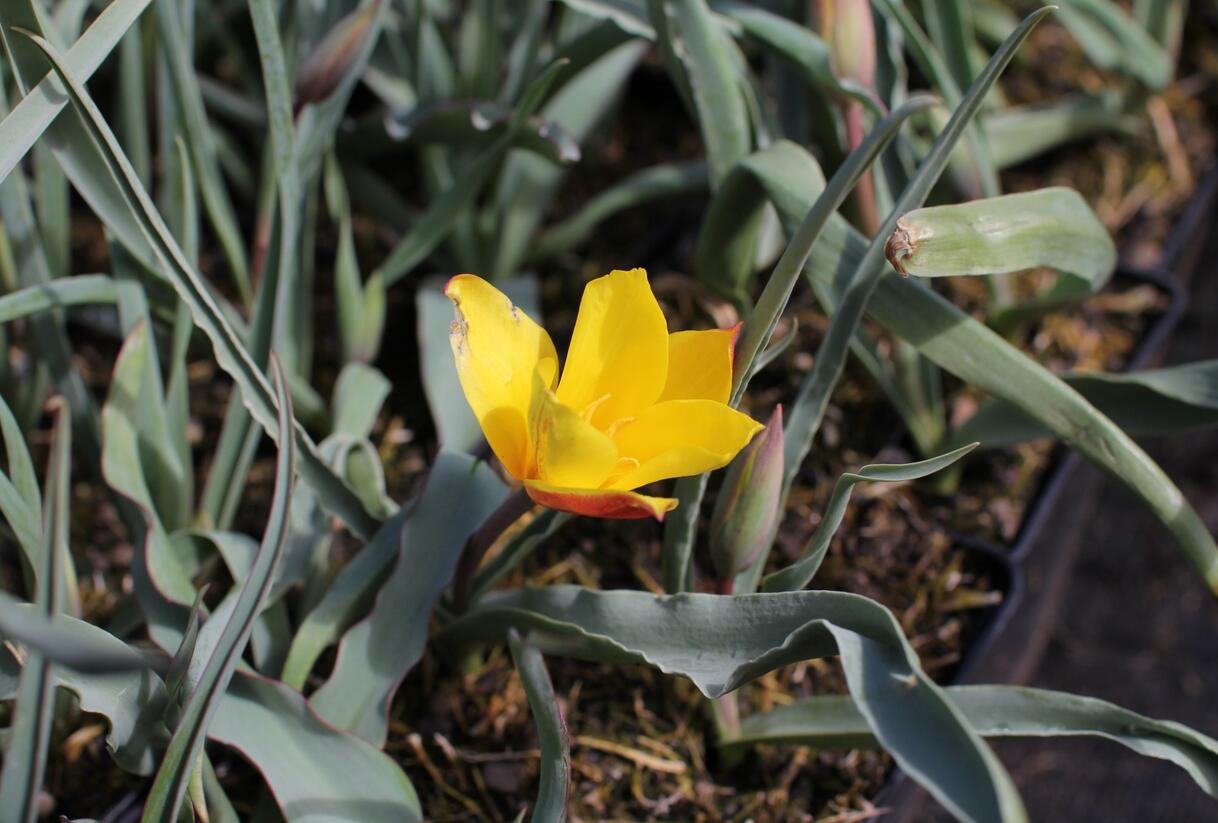 Tulipán botanický chrysantha 'Tubergen's Gem' - Tulipa clusiana var chrysantha 'Tubergen's Gem'