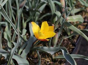 Tulipán botanický chrysantha 'Tubergen's Gem' - Tulipa clusiana var chrysantha 'Tubergen's Gem'