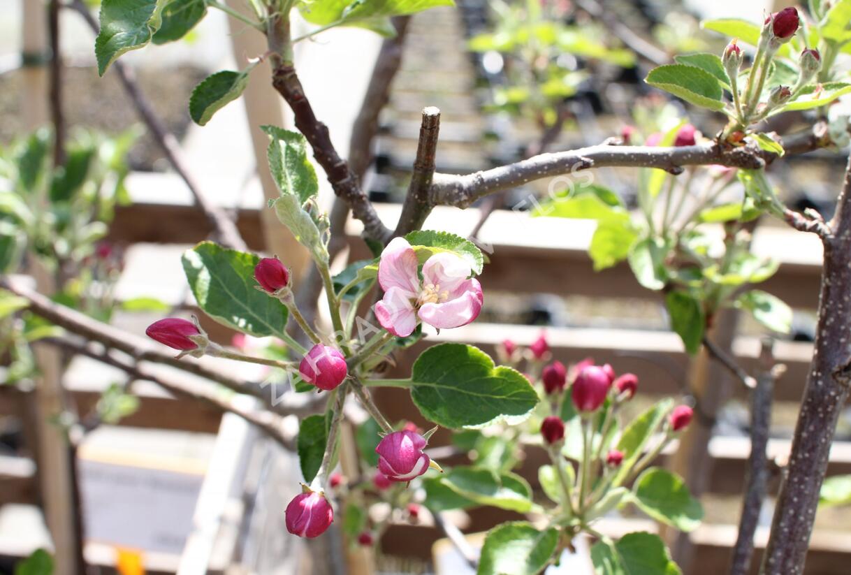 Jabloň zimní 'Paulina' - Malus domestica 'Paulina'