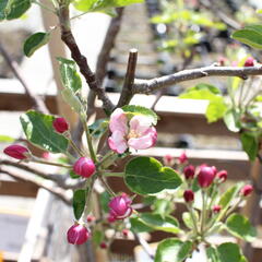 Jabloň zimní 'Paulina' - Malus domestica 'Paulina'