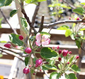 Jabloň zimní 'Paulina' - Malus domestica 'Paulina'