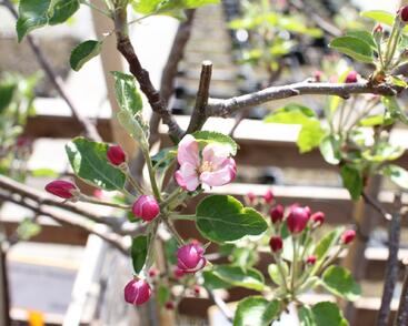 Jabloň zimní 'Paulina'