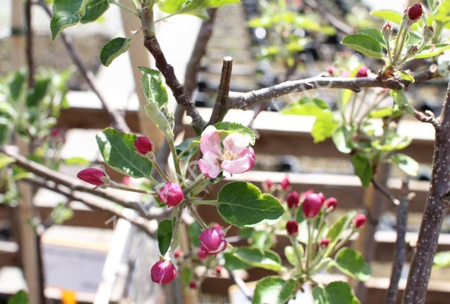 Jabloň zimní 'Paulina' - Malus domestica 'Paulina'