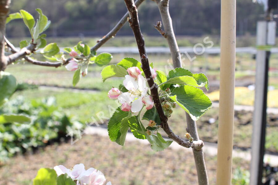 Jabloň letní 'Minerva' - Malus domestica 'Minerva'