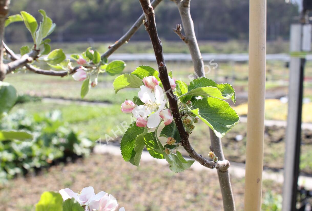 Jabloň letní 'Minerva' - Malus domestica 'Minerva'