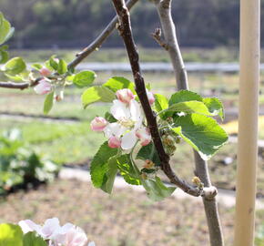 Jabloň letní 'Minerva' - Malus domestica 'Minerva'