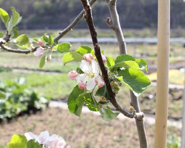 Jabloň letní 'Minerva'