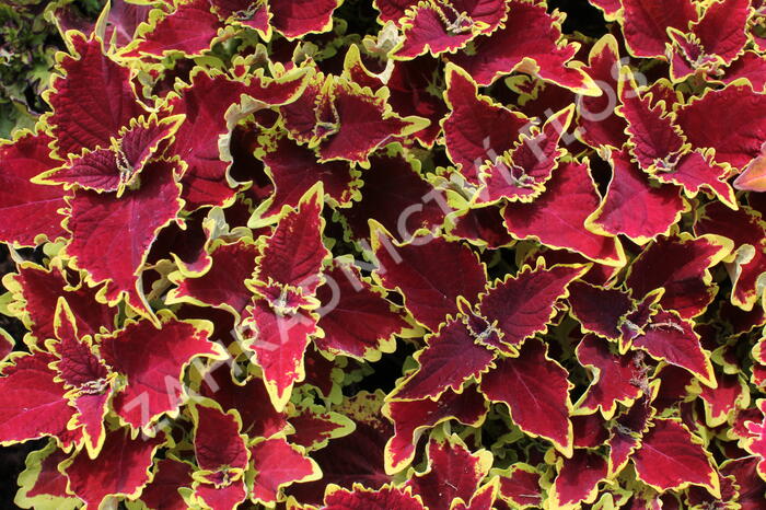 Pochvatec, Pokojová kopřiva 'Crown Jewel' - Coleus blumei 'Crown Jewel'