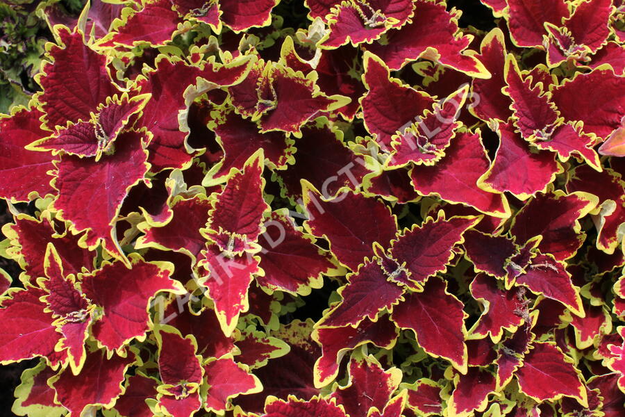 Pochvatec, Pokojová kopřiva 'Crown Jewel' - Coleus blumei 'Crown Jewel'