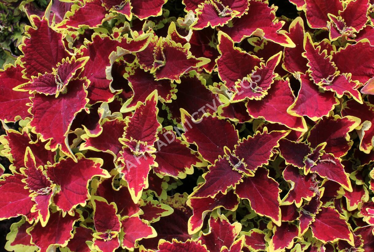 Pochvatec, Pokojová kopřiva 'Crown Jewel' - Coleus blumei 'Crown Jewel'