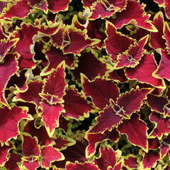 Pochvatec, Pokojová kopřiva 'Crown Jewel' - Coleus blumei 'Crown Jewel'