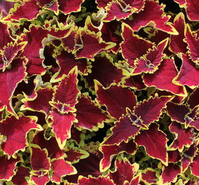 Pochvatec, Pokojová kopřiva 'Crown Jewel' - Coleus blumei 'Crown Jewel'