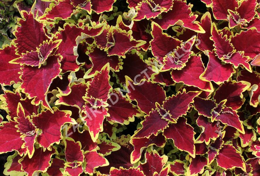 Pochvatec, Pokojová kopřiva 'Crown Jewel' - Coleus blumei 'Crown Jewel'