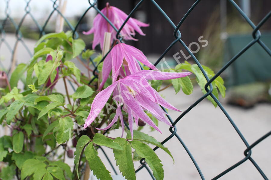 Plamének 'Ballet Skirt' - Clematis 'Ballet Skirt'