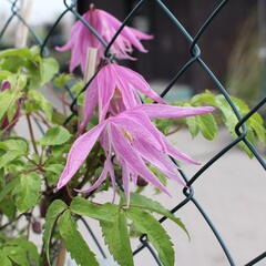Plamének 'Ballet Skirt' - Clematis 'Ballet Skirt'