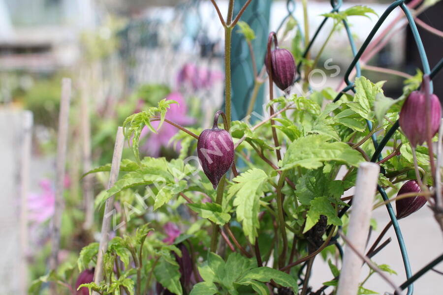 Plamének 'Ballet Skirt' - Clematis 'Ballet Skirt'