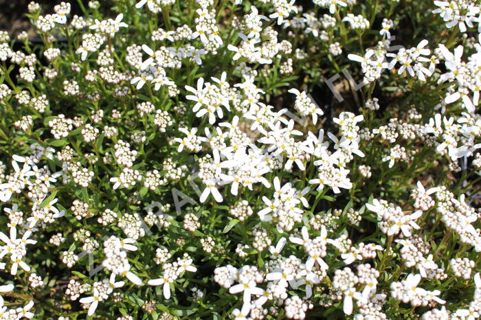Iberka vždyzelená 'Spruzzo' - Iberis sempervirens 'Spruzzo'
