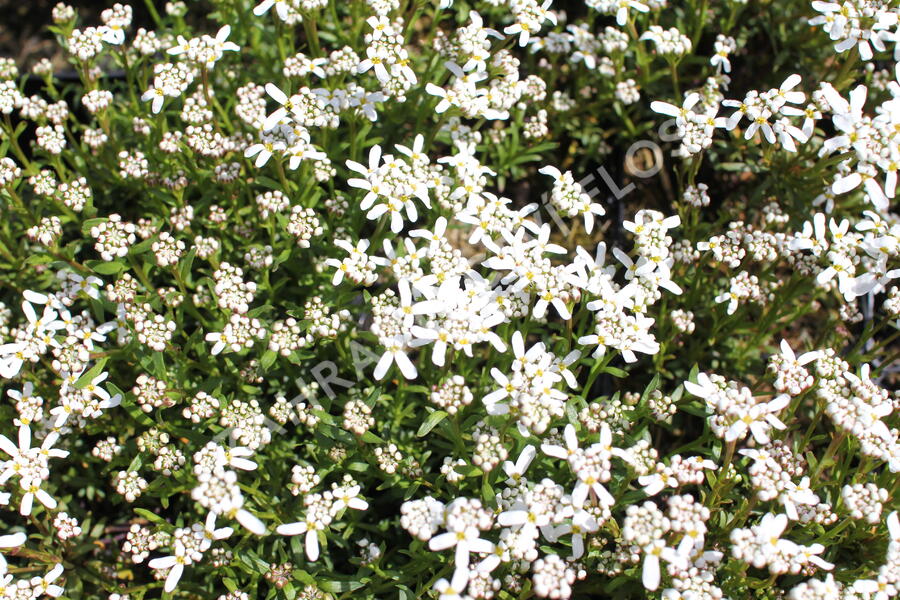 Iberka vždyzelená 'Spruzzo' - Iberis sempervirens 'Spruzzo'