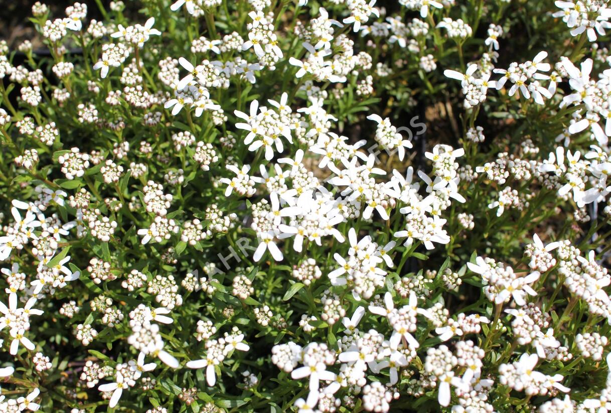 Iberka vždyzelená 'Spruzzo' - Iberis sempervirens 'Spruzzo'
