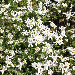 Iberka 'Spruzzo' - Iberis sempervirens 'Spruzzo'