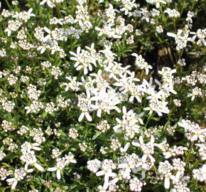 Iberka vždyzelená 'Spruzzo' - Iberis sempervirens 'Spruzzo'