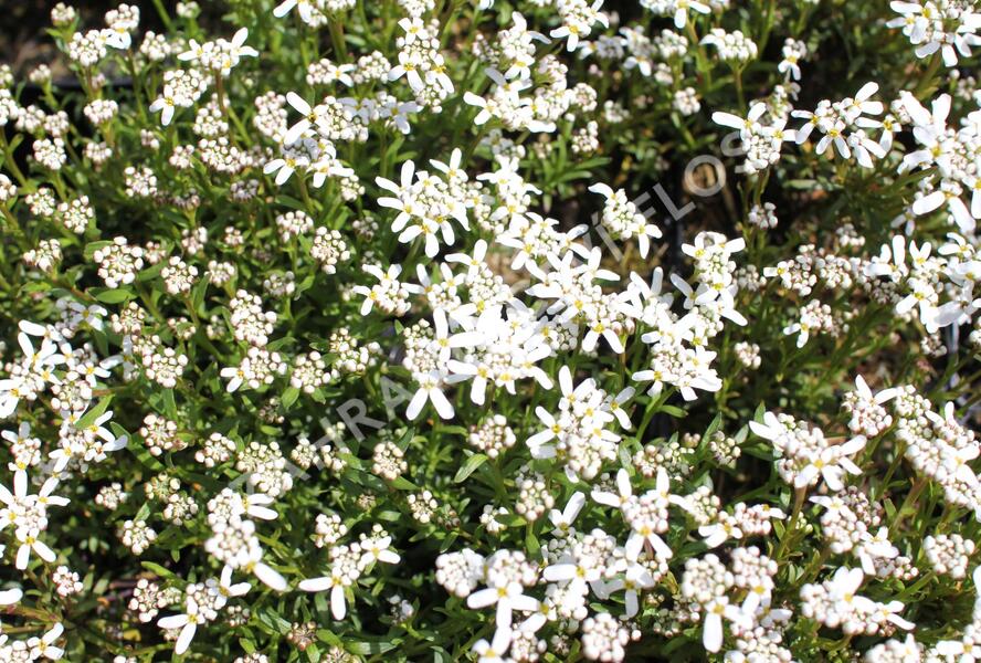Iberka vždyzelená 'Spruzzo' - Iberis sempervirens 'Spruzzo'