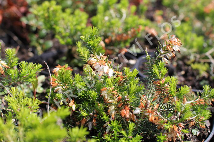 Vřesovec pleťový 'Schneekuppe' - Erica carnea 'Schneekuppe'