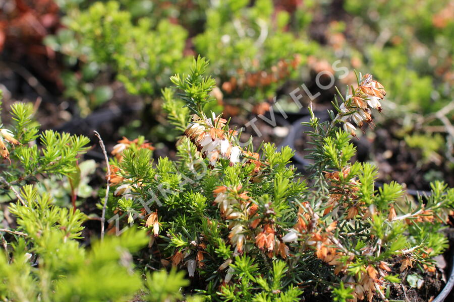 Vřesovec pleťový 'Schneekuppe' - Erica carnea 'Schneekuppe'