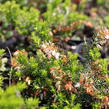 Vřesovec pleťový 'Schneekuppe' - Erica carnea 'Schneekuppe'