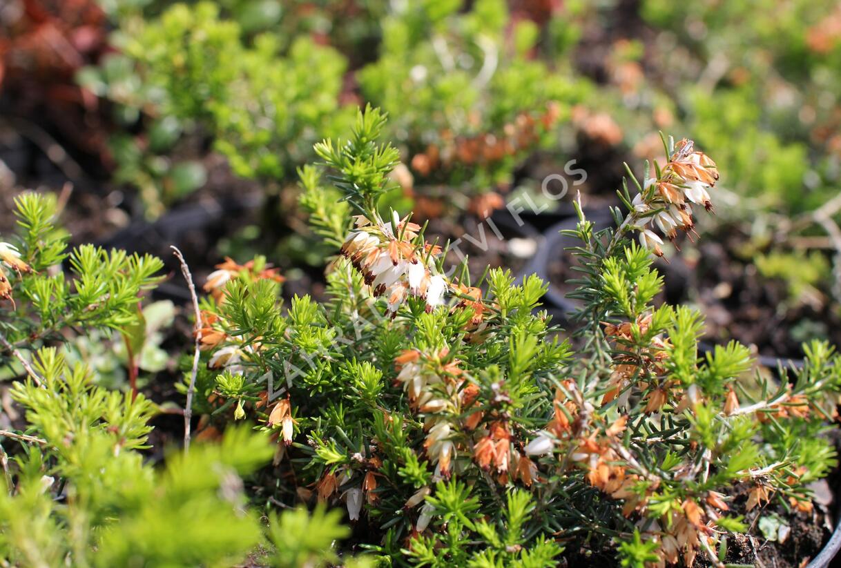 Vřesovec pleťový 'Schneekuppe' - Erica carnea 'Schneekuppe'