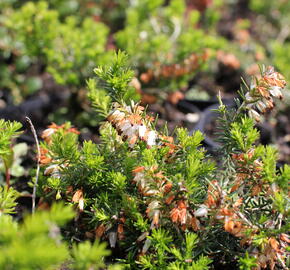 Vřesovec pleťový 'Schneekuppe' - Erica carnea 'Schneekuppe'