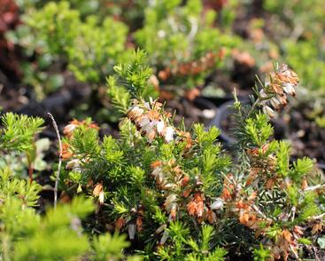Vřesovec pleťový 'Schneekuppe'
