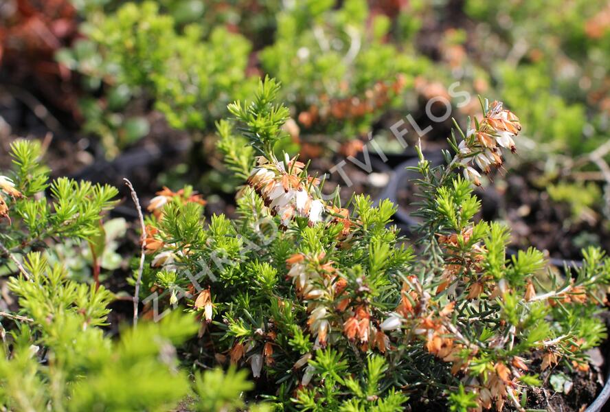 Vřesovec pleťový 'Schneekuppe' - Erica carnea 'Schneekuppe'