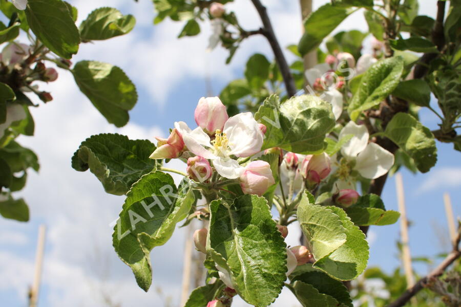 Jabloň zimní 'Julie' - Malus domestica 'Julie'