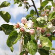 Jabloň zimní 'Julie' - Malus domestica 'Julie'