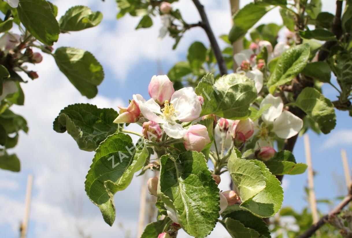 Jabloň zimní 'Julie' - Malus domestica 'Julie'